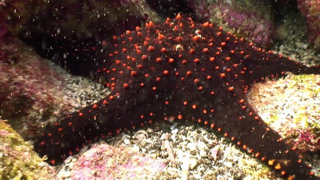 Starfish five-finger underwater lagoon of ocean on Galapagos. Amazing life of tropical nature world in blue water. Scuba diving.