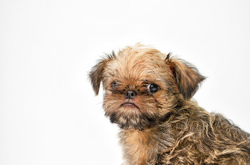Griffon puppy on a white background
