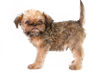 Griffon puppy on a white background