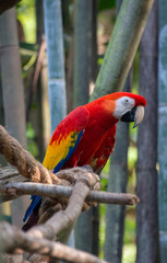Beautiful colorful parrot