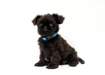 Griffon puppy on a white background