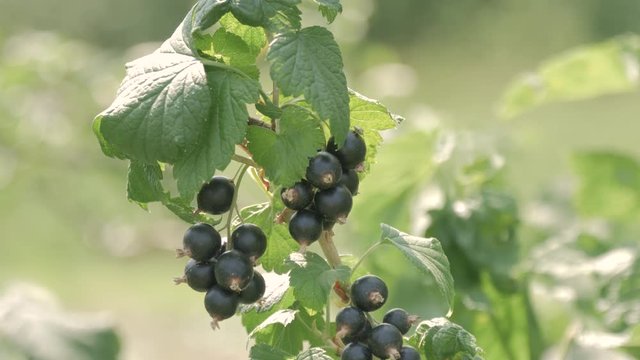 A bush of black ripe currant. A mature ripe berry of black currant on a country plot.