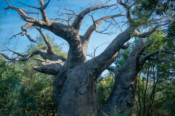 Fototapeta na wymiar Old Unusual Tree