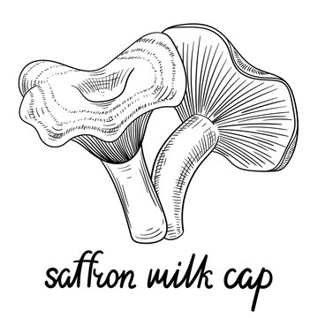 Hand-drawn saffron milk cap mushroom sketch isolated on white.