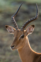Impala antelope head safari zambia africa