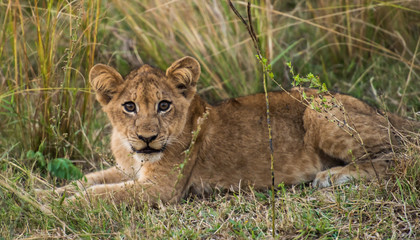 Obraz na płótnie Canvas Lion Cub Cat South Luangwa Zambia