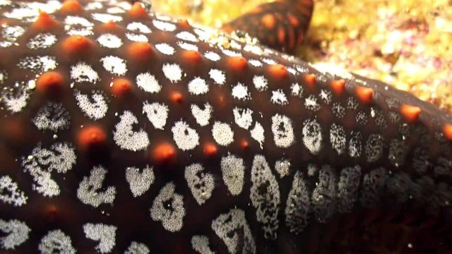 Starfish five-finger underwater lagoon of ocean on Galapagos. Amazing life of tropical nature world in blue water. Scuba diving.