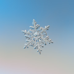 White snowflake glittering on light blue background. Macro photo of real snow crystal: stellar dendrite with six long, elegant arms, glossy relief surface, fine hexagonal symmetry and ornate shape.