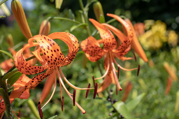 tiger lily