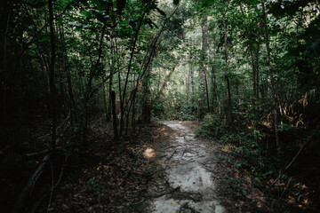 Fototapeta na wymiar forest path