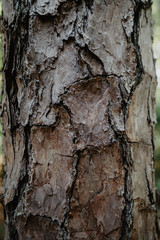 tree bark close up