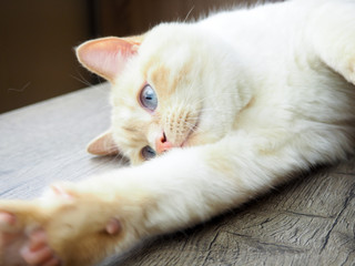 Fototapeta na wymiar adult white cat with blue eyes playing on wooden background, paws, muzzle, tail