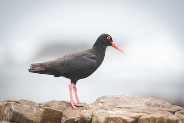 Close up image of a black oyster catcher feeding on the rocks in the tidal region in the western cape of south africa