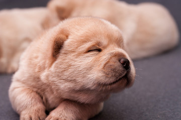 chow-chow puppies on a gray background