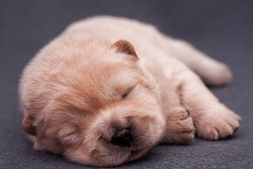 chow-chow puppies on a gray background