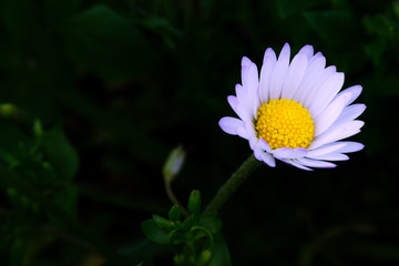 Obraz premium Spring Colorful Flower