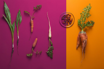 Root Vegetables and Chillies  Layed on Dual Color Background in Vivid Red and Yellow - obrazy, fototapety, plakaty