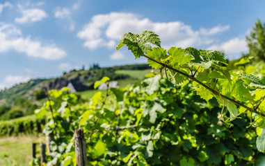 Weinberg in Oberhausen an der Nahe