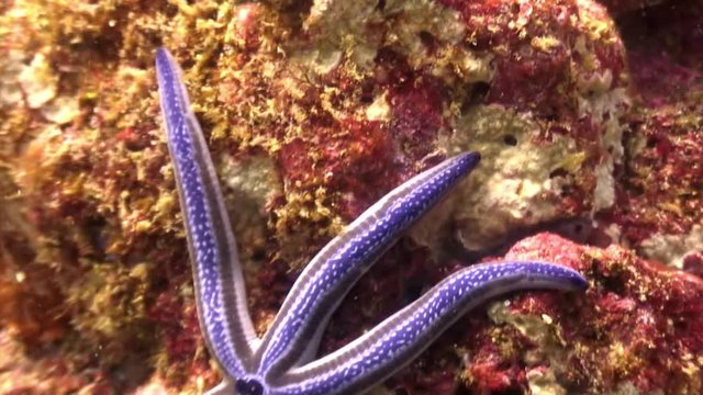 Lilac Starfish five-finger underwater lagoon of ocean on Galapagos. Amazing life of tropical nature world in blue water. Scuba diving.