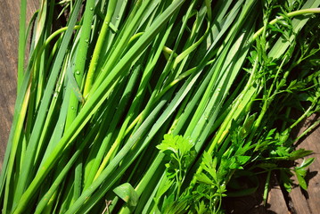 Obraz premium green grass in the wind
