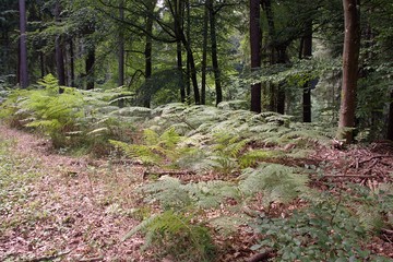 Obraz premium Lasy ,Środowisko przyrodnicze i naturalne