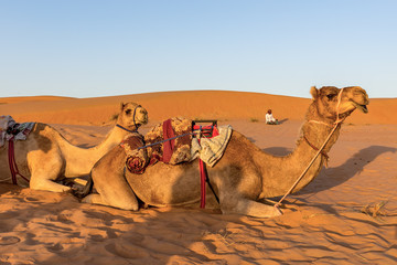 Fototapeta premium Camels resting on the ground at sunset - Wahiba sands, Oman desert