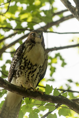 Red-tail hawk in the neighbor's tree