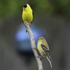 Goldfinch in the Rain