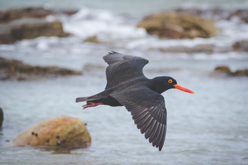 Close up image of a black oyster catcher feeding on the rocks in the tidal region in the western...