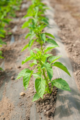 Pepper Plants in a Row