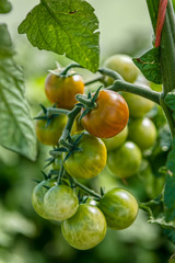 Cluster of RIpening Cherry Tomatoes