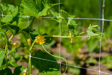 Trellis grid with cucumber blossoms.
