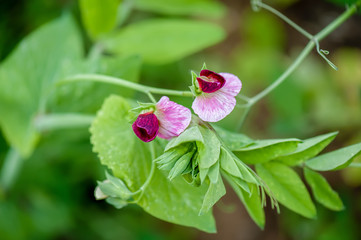 Pink pea blossoms flower on a pea plant.