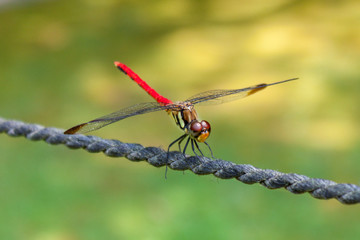 Elegy of a dragonfly
