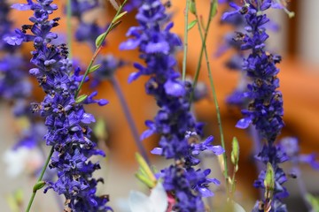 Purple spring blossoms