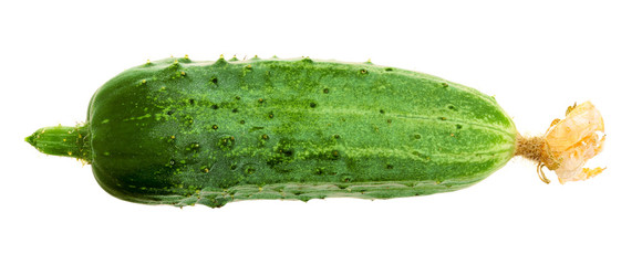 Fresh one cucumber isolated on white background