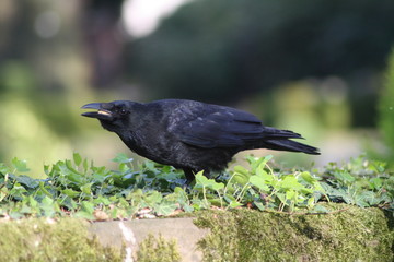 Krähe auf der Mauer