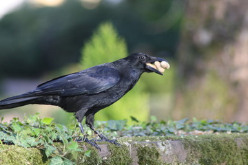 Krähe mit drei Erdnüssen im Schnabel