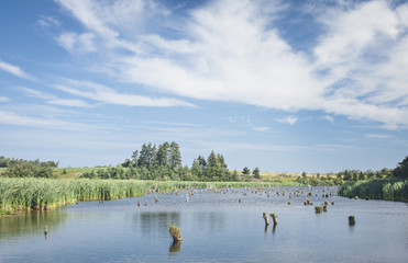 Flooded forrest pond in Sea View Prince Edward Island