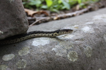 Side of snake on rock