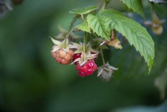 BERRIES - raspberry kept up