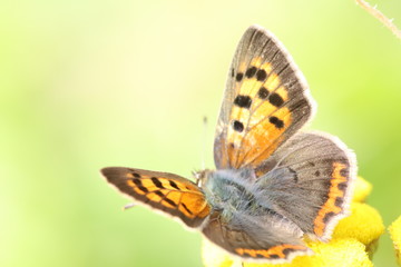 Fototapeta na wymiar Beautiful little butterfly