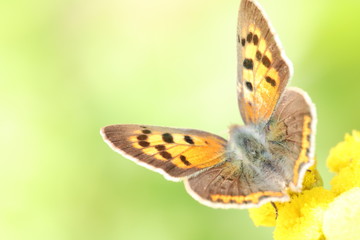 Beautiful little butterfly