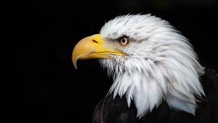 Fototapeten Amerikanischer Weißkopfseeadler © Pauls Imaging