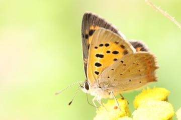 Beautiful little butterfly