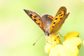 Beautiful little butterfly