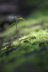 Neues Leben