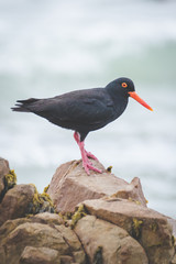 Close up image of a black oyster catcher feeding on the rocks in the tidal region in the western cape of south africa