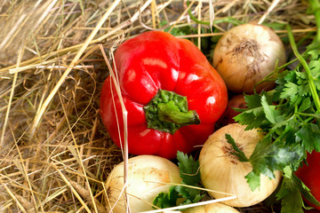 Fresh vegetables lying on a hay, top view.