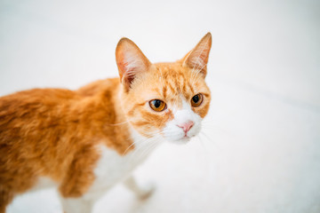 Ginger Red Cat Close Up
